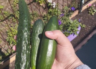 Дом на продажу, 37 м2, деревня Монастырка, Знаменская улица