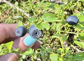 Участок на продажу, 12 сот., деревня Нутромо