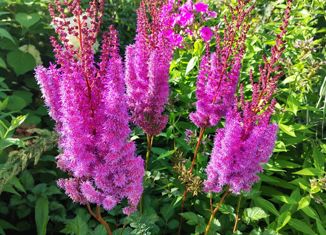 Продам дом, 20 м2, СНТ Ордынцы, Рябиновая улица