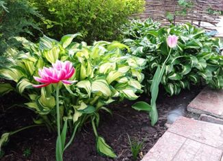 Продается дом, 53 м2, СНТ Раздолье-1, Солнечная улица, 49