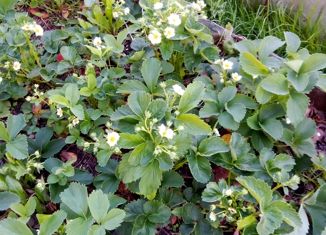 Продам дом, 90 м2, садовый массив Ваганово, садоводческое некоммерческое товарищество Ладожец, 191