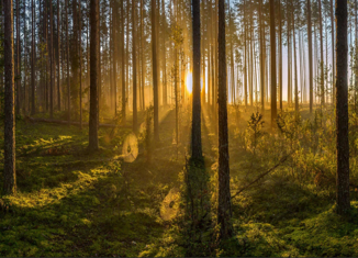 Участок на продажу, 10 сот., деревня Конец Бор, Тепличная улица