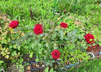 Продаю дом, 56 м2, СНТ Экономист, 2-я улица