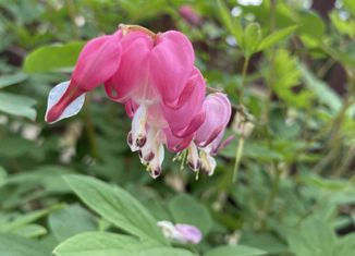 Продам земельный участок, 8 сот., деревня Кварса, улица Дружбы