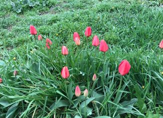 Участок на продажу, 6 сот., Черкесск, микрорайон Юбилейный, Центральная улица