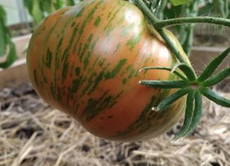 Продаю дом, 53 м2, Саратов, Якутская улица, 63