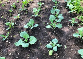 Продаю земельный участок, 7 сот., садовые участки, улица Владимира Кузнецова