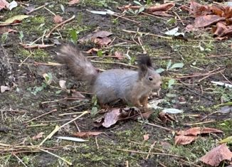 Продается земельный участок, 6 сот., деревня Турово, садоводческое некоммерческое товарищество Дубки, 38