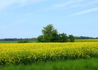 Участок на продажу, 17.6 сот., село Беречино
