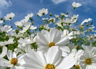 Продам участок, 6 сот., садовое некоммерческое товарищество Союз