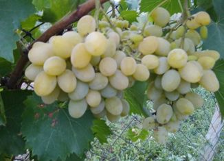 Продаю дом, 67 м2, станица Фастовецкая, улица Шевченко, 70А