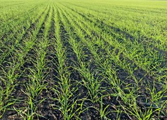 Продается участок, 3000 сот., Трудовское сельское поселение