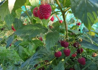 Участок на продажу, 6 сот., Зеленоградск, Калининградская улица