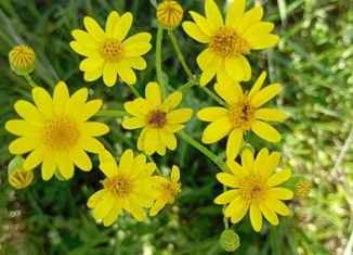 Участок на продажу, 6 сот., СПК Азовский рыбак, Усадебная улица