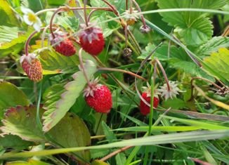 Продаю земельный участок, 9 сот., СНТ Черемушки-2