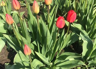 Продаю дом, 134 м2, СНТ Бирюса