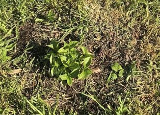 Участок на продажу, 10 сот., деревня Красное, улица Светлый Ручей