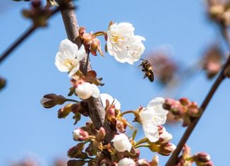 Земельный участок на продажу, 9.5 сот., садовое товарищество Курган, Виноградная улица