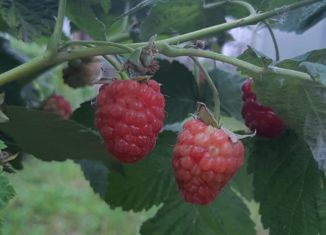 Продажа земельного участка, 6 сот., СНТ Кондитер