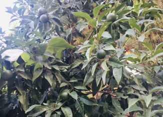 Продам дом, 219 м2, посёлок Силикатный, Солнечная улица, 4