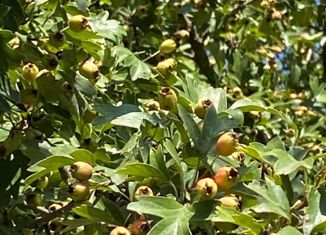 Продаю участок, 6 сот., село Николаевка, дачное некоммерческое товарищество Неклиновский Энергетик, 103