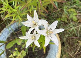 Продаю дом, 18 м2, посёлок городского типа Парма, Аэродромная улица