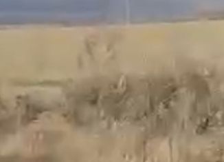 Продам земельный участок, 2800 сот., село Шилово