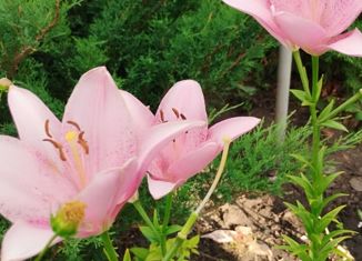 Продается дом, 50 м2, сельское поселение Нижнее Санчелеево