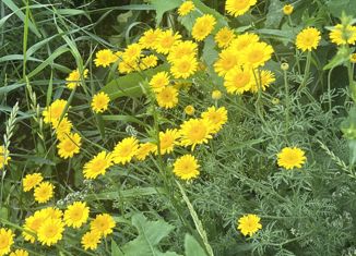 Продажа дома, 63 м2, Абдулино, Горная улица