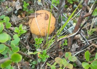 Продаю земельный участок, 6 сот., СТ Надежда, 8-й Лесной проезд, 5Б