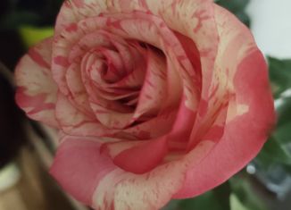 Продам дом, 30 м2, СНТ Прудское, 15-я линия, 45