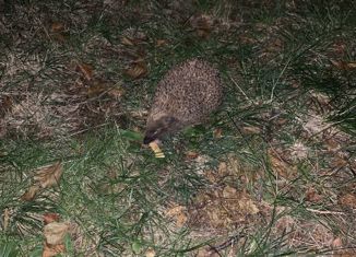 Продается участок, 10 сот., садоводческий массив Дивенская