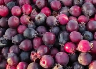 Продам участок, 5 сот., Бердск, 16-я улица