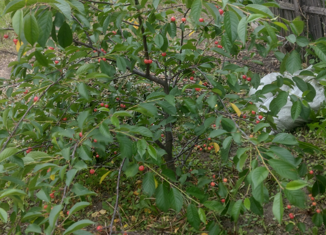 Продажа дома, 46.2 м2, Семилуки, улица Победы, 49