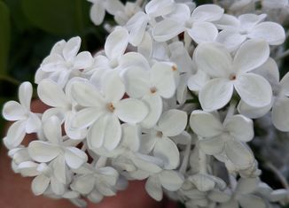 Продаю участок, 15 сот., поселок Омский, Солнечная улица, 7