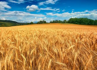 Земельный участок на продажу, 229 сот., село Ишаки