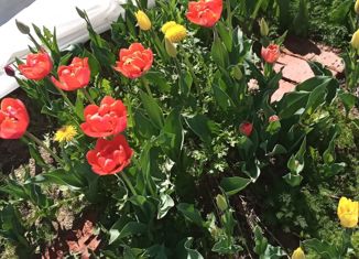 Участок на продажу, 24 сот., Чувашия