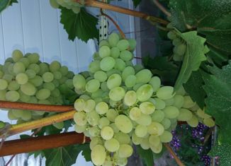 Продажа земельного участка, 3.2 сот., Оренбург, Промышленный район, улица Розы Люксембург