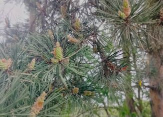 Участок на продажу, 200 сот., деревня Минино