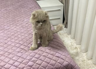 Продам дом, 91.8 м2, Ставропольский край, Крайняя улица, 5