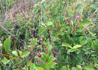 Земельный участок на продажу, 230 сот., деревня Сафронцево