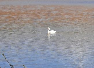 Продажа участка, 5 сот., село Кощаково