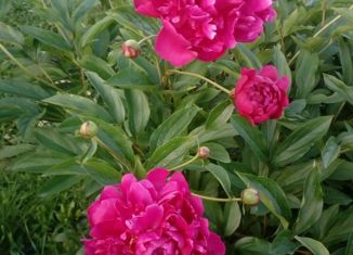 Продам дом, 25.6 м2, садоводческое товарищество Старт, садоводческое товарищество Старт, 70