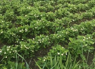 Продажа дома, 140 м2, территория Максаковское