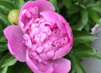 Продам участок, 6 сот., посёлок городского типа Усть-Кинельский, Шоссейная улица