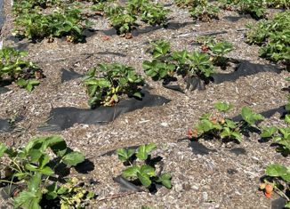 Продается участок, 7 сот., Байкальск, садоводческое некоммерческое товарищество Бабха-1, 1