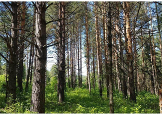 Продается земельный участок, 7.5 сот., деревня Некрасово, Кедровая улица