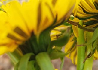 Продается участок, 10 сот., СНТ Пласт, Центральная улица