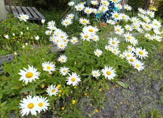 Дом на продажу, 52.6 м2, поселок Михайловский, 1-я линия, 29