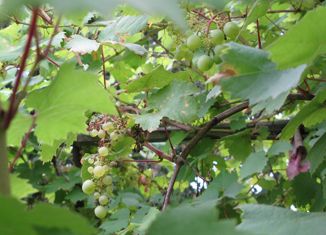 Продаю участок, 5 сот., садоводческое товарищество Содружество